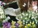 Cat in Spring Natur,Bird Love - 1t55o-10d - normal